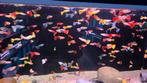 Mooie Guppy man mix - Gup - Koidream Valburg, Dieren en Toebehoren, Vissen | Aquariumvissen, Vis, Zoetwatervis