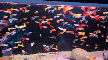 Mooie Guppy man mix - Gup - Koidream Valburg beschikbaar voor biedingen