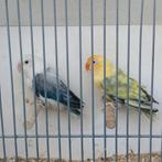 Prachtig koppel Agapornis Fisheri, Dieren en Toebehoren, Meerdere dieren, Dwergpapegaai of Agapornis, Geringd