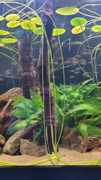 Hydrocleys nymphoides Braziliaanse waterlelie aquarium, Dieren en Toebehoren, Vissen | Aquaria en Toebehoren, Nieuw, Plant(en), Steen of Hout