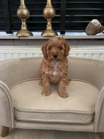 Abrikoos toy x dwerg poedel pups, Dieren en Toebehoren, Honden | Chihuahua's en Gezelschapshonden, Poedel, CDV (hondenziekte)