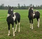 2 Barock Pinto merrie veulens, Dieren en Toebehoren, Paarden, Merrie, Minder dan 160 cm, Niet van toepassing, Dressuurpaard