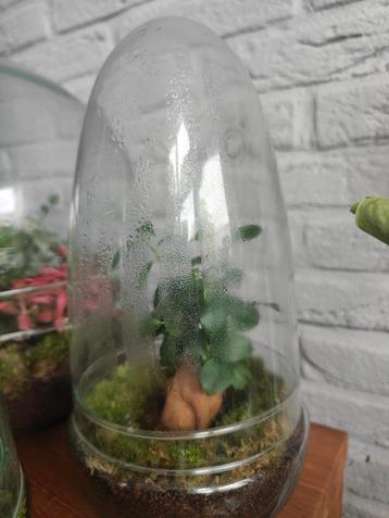 Gelsoten ecosysteem/terrarium beschikbaar voor biedingen
