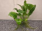 Anubias Aquariumplant B zoals op foto nu € 4,50, Dieren en Toebehoren, Ophalen, Nieuw, Plant(en), Steen of Hout