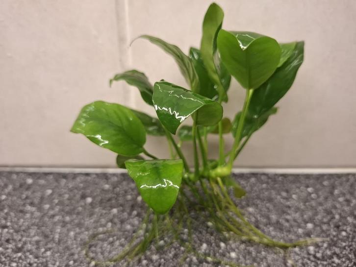 Anubias Aquariumplant B zoals op foto nu € 4,50, Dieren en Toebehoren, Vissen | Aquaria en Toebehoren, Nieuw, Plant(en), Steen of Hout