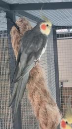 Te koop valkparkiet mannen, Dieren en Toebehoren, Vogels | Parkieten en Papegaaien, Mannelijk, Parkiet, Geringd