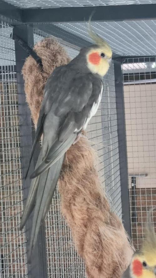 Te koop valkparkiet mannen, Dieren en Toebehoren, Vogels | Parkieten en Papegaaien, Parkiet, Mannelijk, Geringd
