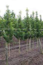 Prunus brenelia portugese laurier  groenblijvende bomen, Bloeit niet, Ophalen of Verzenden, 100 tot 250 cm, Zuilboom