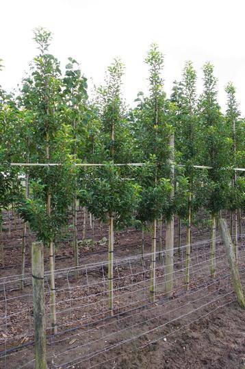 Prunus brenelia portugese laurier  groenblijvende bomen beschikbaar voor biedingen