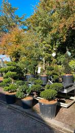 Bonsai, vormbomen, japanse tuin, Tuin en Terras, Planten | Bomen, Bloeit niet, Overige soorten, Minder dan 100 cm, Ophalen