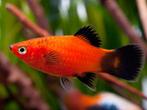 7 platies, Dieren en Toebehoren, Vissen | Aquariumvissen, Vis, Zoetwatervis, Schoolvis