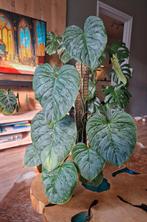 Philodendron Majestic op DIY mospaal, Ophalen, Halfschaduw, Minder dan 100 cm