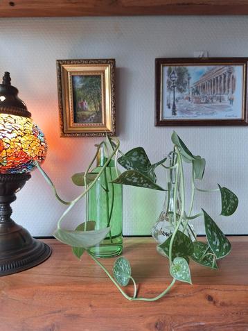 Scindapsus Pictus stekje 🌱 beschikbaar voor biedingen