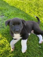 boerenfox x bordercollie pups, Dieren en Toebehoren, Honden | Niet-rashonden, 8 tot 15 weken, CDV (hondenziekte), Meerdere, Meerdere dieren