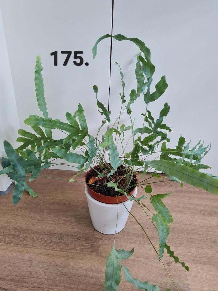 Blauw varen, kamerplant, Huis en Inrichting, Kamerplanten, Overige soorten, Minder dan 100 cm, Halfschaduw, Ophalen of Verzenden