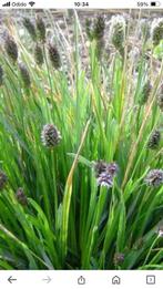 Sesleria heufleriana oftewel blauwgras, Vaste plant, Siergrassen, Ophalen of Verzenden, Lente