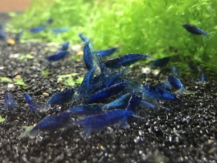 Crystal Red Garnalen, Fire Rili, Blue Dream en Vuurgarnaal, Dieren en Toebehoren, Vissen | Aquariumvissen, Zoetwatervis, Vis, Schoolvis