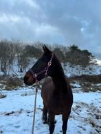 Verzorger gezocht / verzorgpaard aangeboden., Dieren en Toebehoren, Stalling en Weidegang