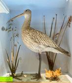 Imposant opgezette wulp taxidermie, Verzamelen, Dierenverzamelingen, Ophalen of Verzenden, Nieuw, Opgezet dier