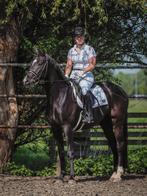 Gaaf allround paard😍, Gechipt, Ruin, M, 3 tot 6 jaar