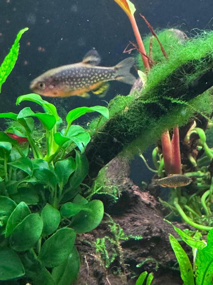 Celestial Pearl Danio (CPD), Dieren en Toebehoren, Vissen | Aquariumvissen, Zoetwatervis, Vis