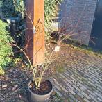 Plantenmarkt Neer  20 en 21 maart, Tuin en Terras, Volle zon, Vaste plant, Lente, Ophalen