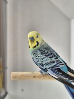 Koppel opaline aqua/blauwe grasparkieten, Meerdere dieren, Parkiet