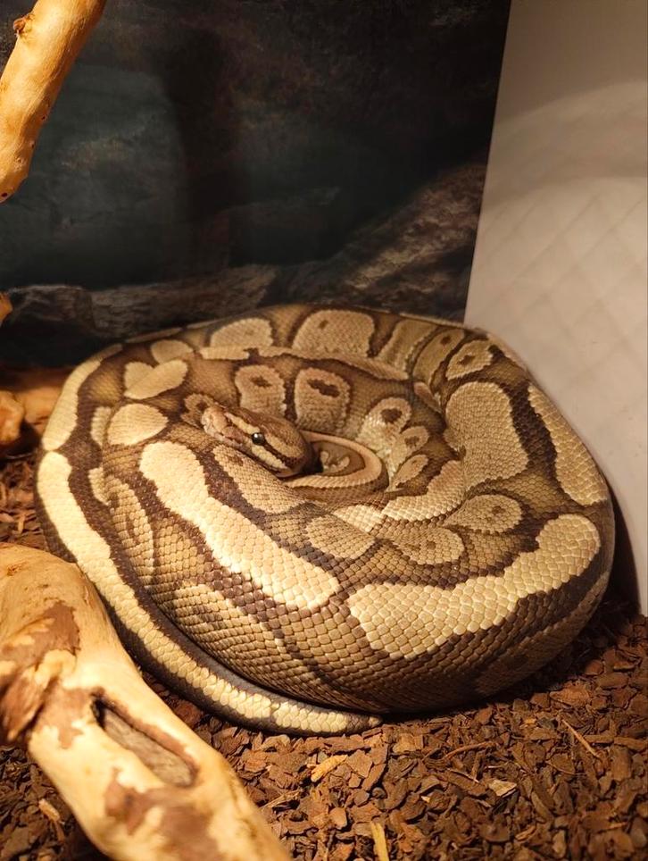 Konings Python, Ball Python, Python Regius