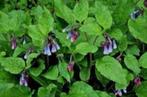 Symphytum gr.Hidcote blue (smeerwortel) blauw-rose vaste pl., Vaste plant, Volledige schaduw, Lente, Ophalen