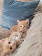 Kittens, Ophalen of Verzenden