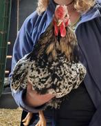 Kamiel de Haan, Mannelijk, Kip