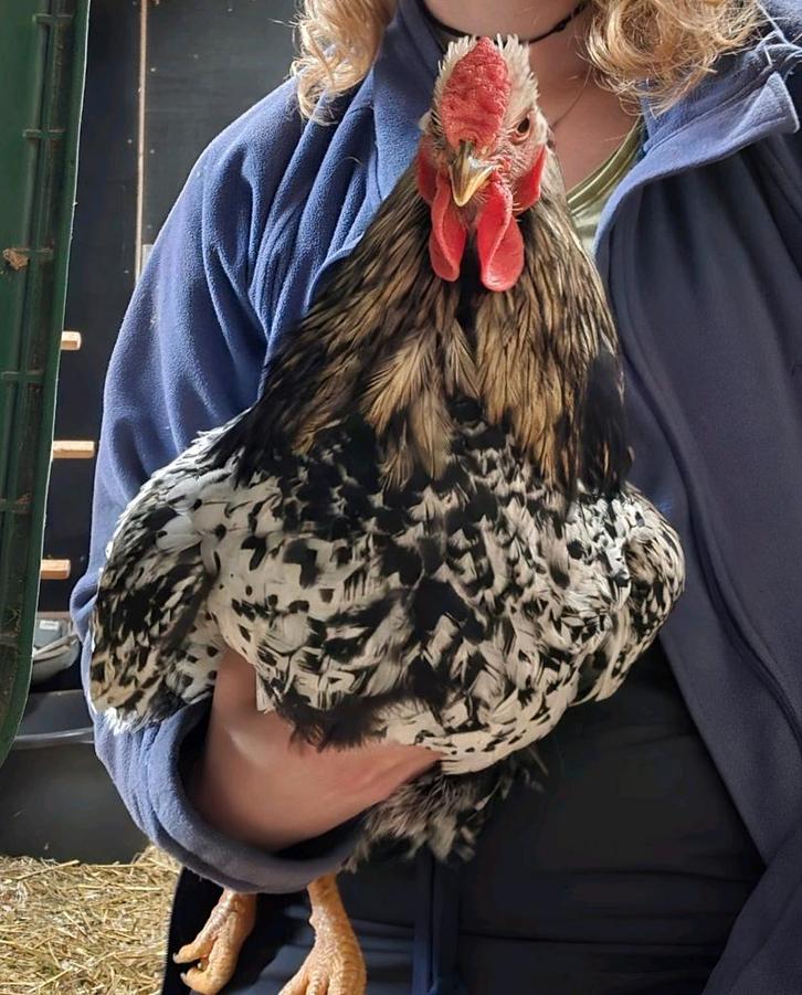 Kamiel de Haan, Dieren en Toebehoren, Pluimvee, Kip, Mannelijk