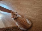 Kittens 8 weekjes, Dieren en Toebehoren, Poes, Kortharig, 0 tot 2 jaar