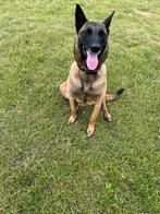 mechelse herder, Teef, Eén hond, 3 tot 5 jaar, Herder