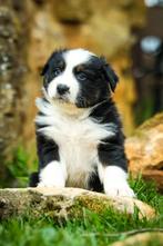 Australian Sheppards Pups, Dieren en Toebehoren, Honden | Herdershonden en Veedrijvers, Particulier, 8 tot 15 weken, Buitenland