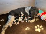 Koningspoedel / grote poedel pups met FCI-stamboom, Dieren en Toebehoren, Overige rassen, 8 tot 15 weken, CDV (hondenziekte), Meerdere