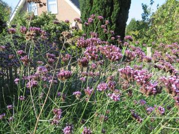 tuinplantjes verbena beschikbaar voor biedingen