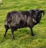 Ram lammeren, Dieren en Toebehoren, Schapen, Geiten en Varkens, Mannelijk, Schaap, 0 tot 2 jaar
