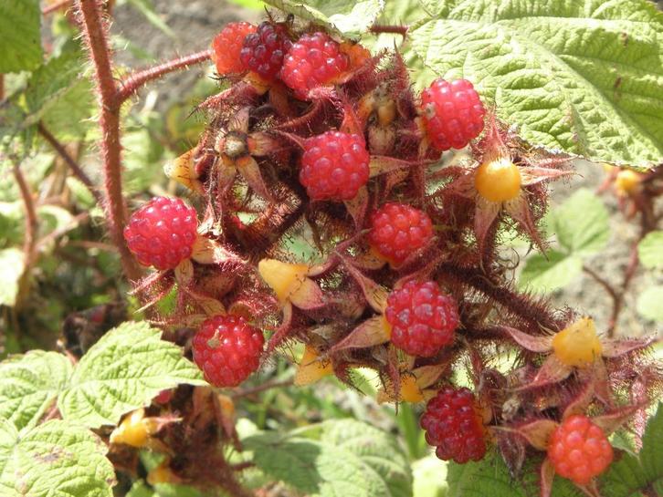 Restpartij 10 Japanse wijnbes € 50,00, Tuin en Terras, Planten | Tuinplanten, Vaste plant, Fruitplanten, Volle zon, Zomer, Ophalen of Verzenden