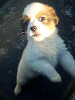 🥰 Promo kooiker pups 🐶, België, Particulier, Rabiës (hondsdolheid), Overige rassen