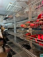 Zes rekken van 2,25 m hoog met 6 x 7 metalen manden, Ophalen