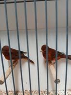 Roodagaat, Dieren en Toebehoren, Vogels | Kanaries, Vrouwelijk, Kleurkanarie