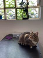 Kattentrimsalon Nova Schagen, Ophalen