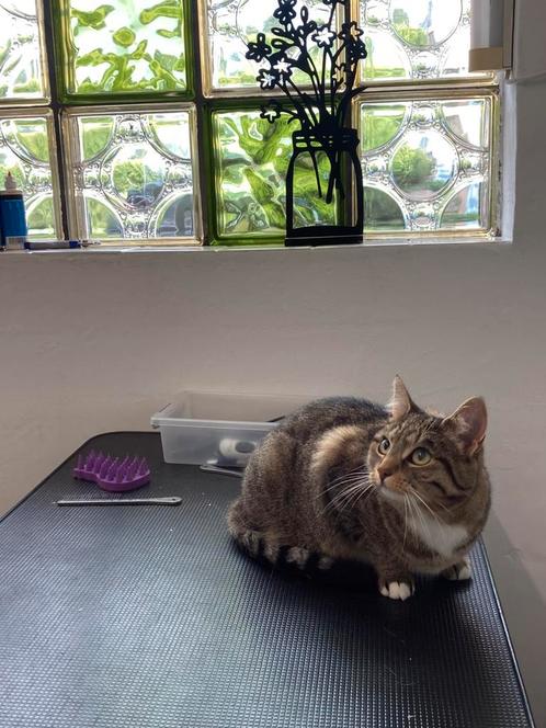 Kattentrimsalon Nova Schagen, Dieren en Toebehoren, Katten-accessoires, Ophalen
