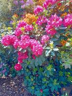 Gratis Azaleas diverse soorten en kleuren gratis, Ophalen, Zomer, Overige soorten, Volle zon