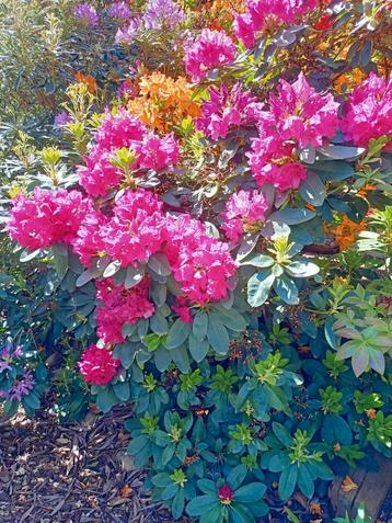 Gratis Azaleas diverse soorten en kleuren gratis beschikbaar voor biedingen
