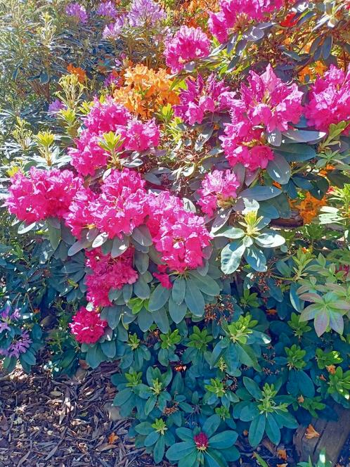 Gratis Azaleas diverse soorten en kleuren gratis, Tuin en Terras, Planten | Tuinplanten, Overige soorten, Volle zon, Zomer, Ophalen