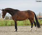 Knappe aansprekende 5 jarige merrie, Dieren en Toebehoren, Paarden, Merrie, Dressuurpaard, 3 tot 6 jaar