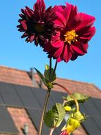 dahlia hoog  met paars fuchsia bloem, Tuin en Terras, Bloembollen en Zaden, Ophalen of Verzenden, Voorjaar, Volle zon, Knol