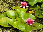 Vijverplanten, Ophalen, Zo goed als nieuw